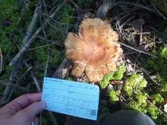 Russula subfoetens thumbnail 4