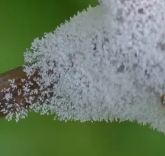 Grape Downy Mildew thumbnail 3
