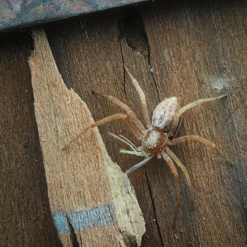 White-striped Running Crab Spider
