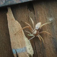White-striped Running Crab Spider thumbnail 1