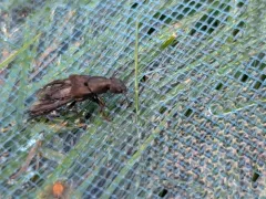 Platydracus viridanus thumbnail 2