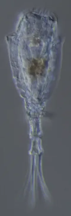 Trichotria pocillum thumbnail 2