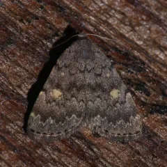 Common Idia Moth thumbnail 2