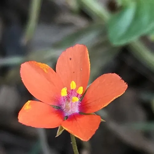scarlet pimpernel
