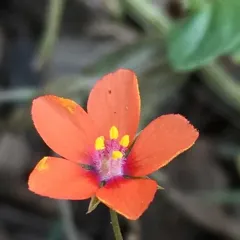 scarlet pimpernel thumbnail 1