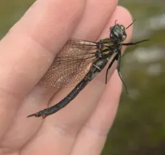 Quebec Emerald thumbnail 3