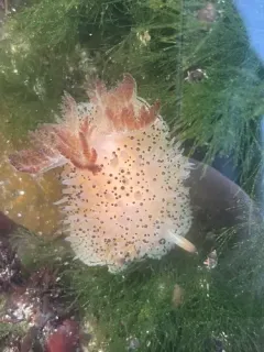 Black and White Dorid thumbnail 3