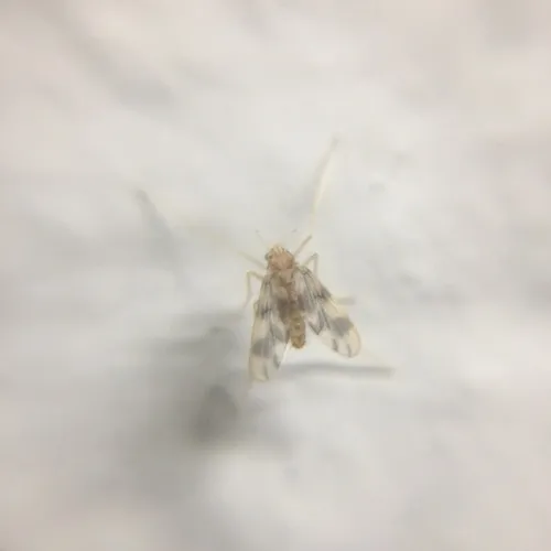 Zavrelimyia sinuosa