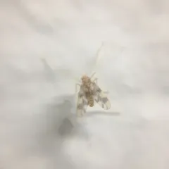 Zavrelimyia sinuosa thumbnail 1