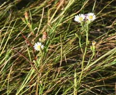 Perennial Saltmarsh Aster thumbnail 2