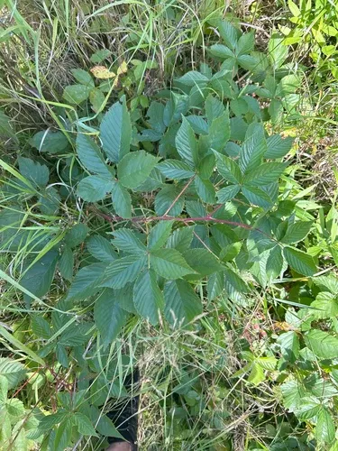 Lake Superior Blackberry