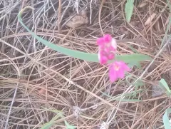 Ornamental Onion thumbnail 2