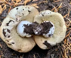 Boletus subalpinus thumbnail 4