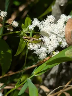 Graceful Grasshopper thumbnail 4