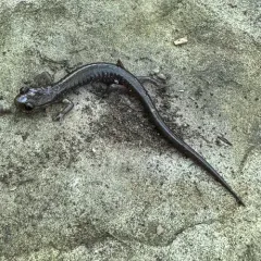 Wehrle's Salamander thumbnail 4