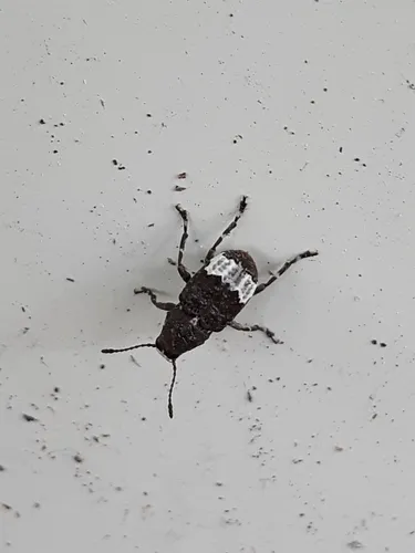 Eurymycter fasciatus
