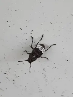Eurymycter fasciatus thumbnail 1