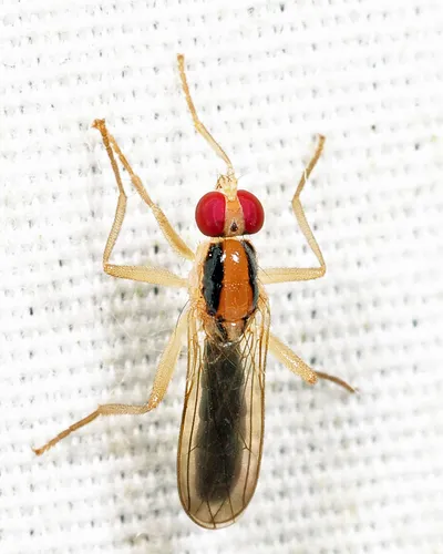 Cordilura scapularis