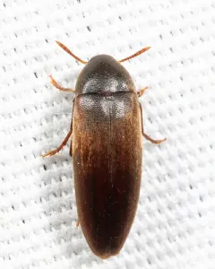 Orchesia castanea thumbnail 3