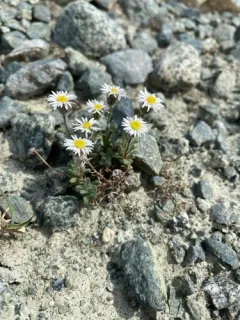 Pale Fleabane thumbnail 2