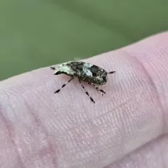 Marbled Fungus Weevil thumbnail 2