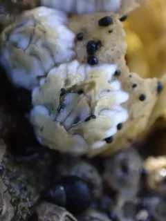 Collemopsidium foveolatum thumbnail 3
