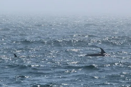 Atlantic Spotted Dolphin