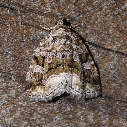 Large Mossy Glyph