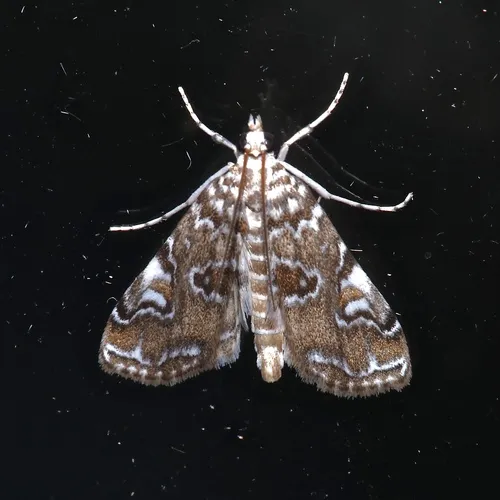Waterlily Borer Moth