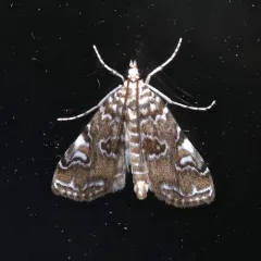 Waterlily Borer Moth thumbnail 1