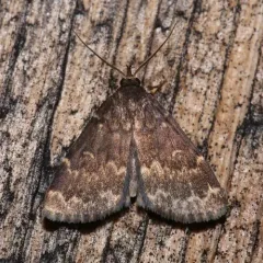 Glossy Black Idia Moth thumbnail 1