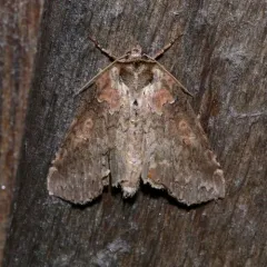 Tufted Thyatirine Moth thumbnail 3