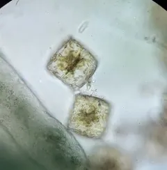 Pleurosira laevis thumbnail 4