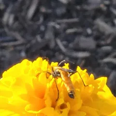 Colorado Soldier Beetle thumbnail 4