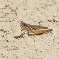 Pasture Locust thumbnail 4