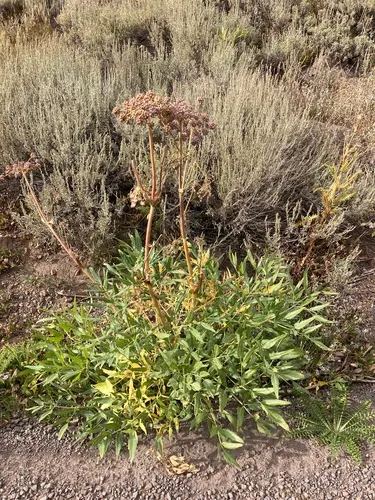 Brewer's angelica