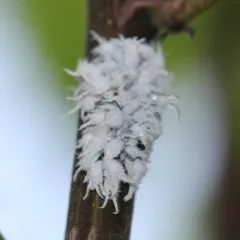 Woolly Apple Aphid thumbnail 1
