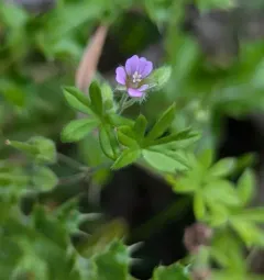 Small-flowered Crane's-bill thumbnail 2
