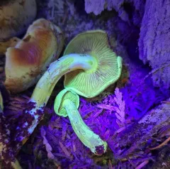 Blue-green Gym thumbnail 2