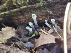 Hypomyces papulasporae thumbnail 4