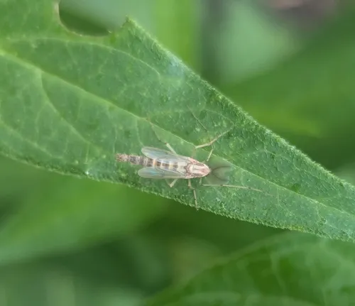 Thick-tailed Non-biting Midge