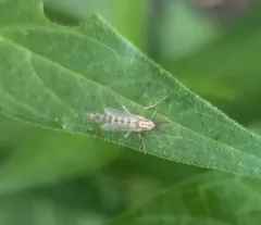 Thick-tailed Non-biting Midge thumbnail 1