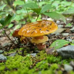 Larch Suillus thumbnail 4