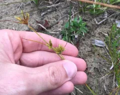 Houghton's Umbrella-sedge thumbnail 4