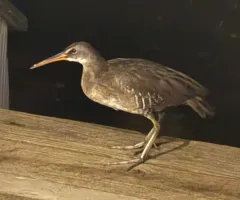 Clapper Rail thumbnail 2