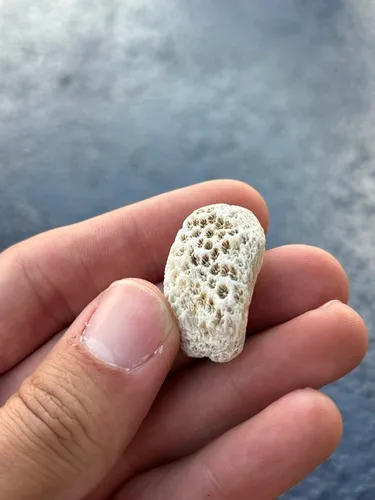Northern Star Coral