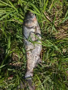 Silver Carp thumbnail 1