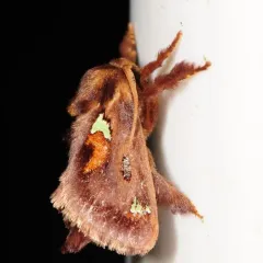 Spiny Oak-slug Moth thumbnail 2