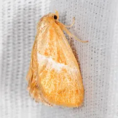 Yellow-shouldered Slug Moth thumbnail 2