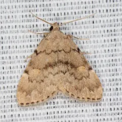 Pale-winged Idia Moth thumbnail 1